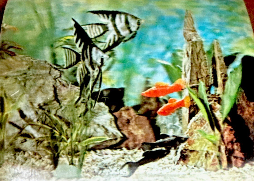 1960s Vari-Vue 5x4 aquarium 3D lenticular pictures
