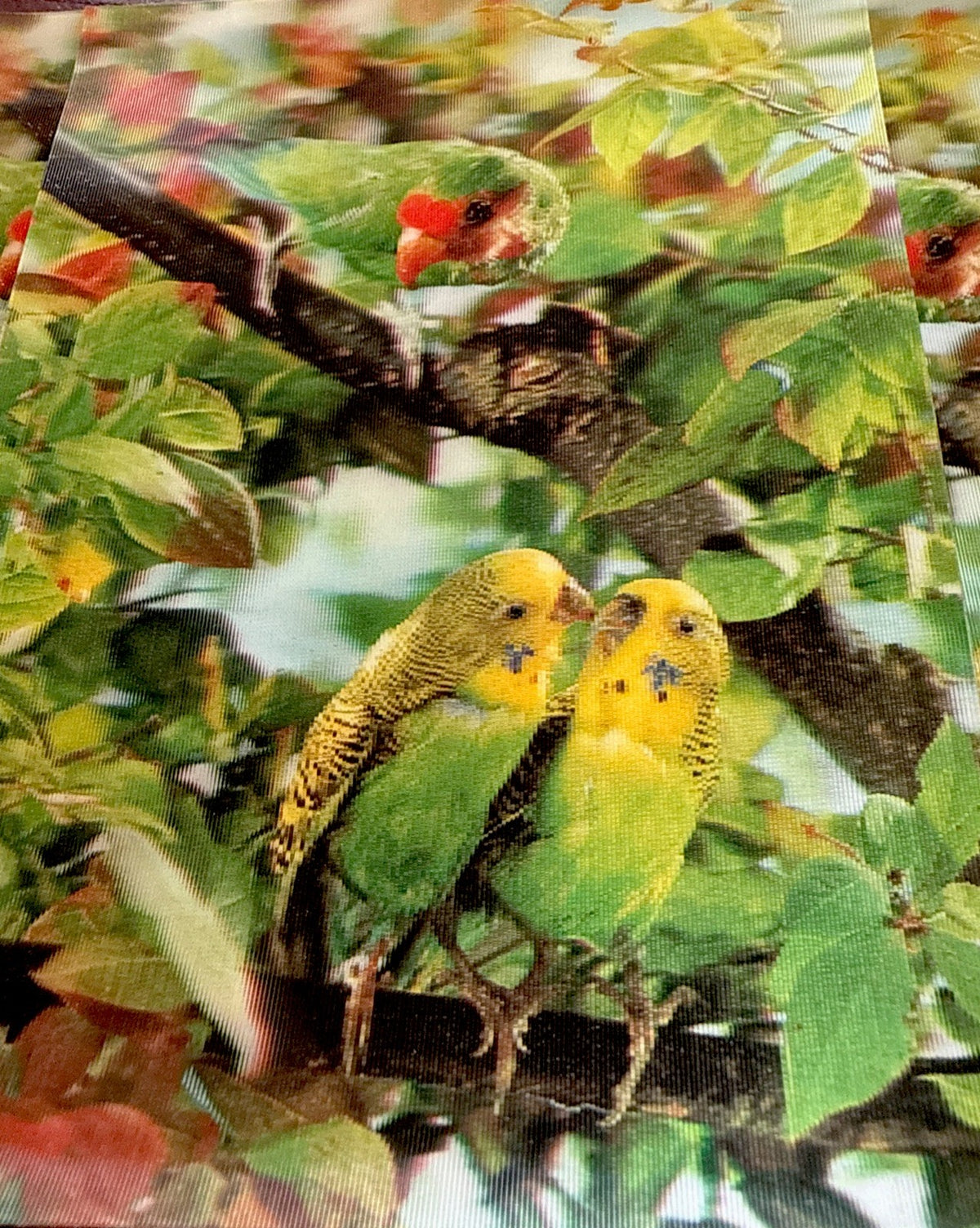 1970s 3D stereo lenticular parrots on tree lot of 5 - photo 3