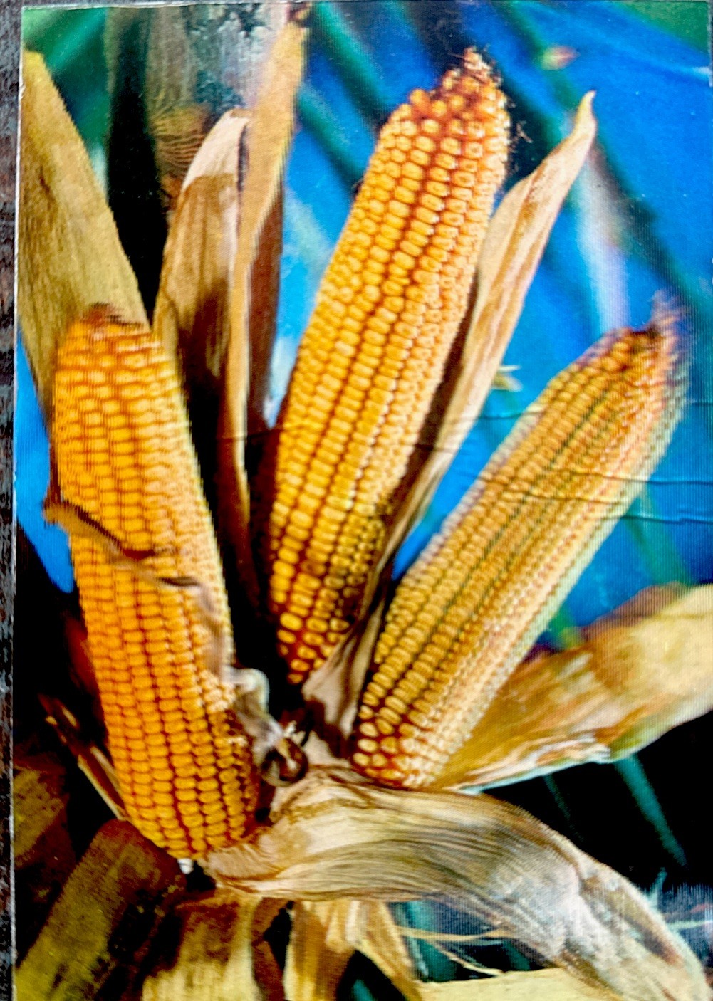 1970 3D lenticular corn on the cob postcard from Spain