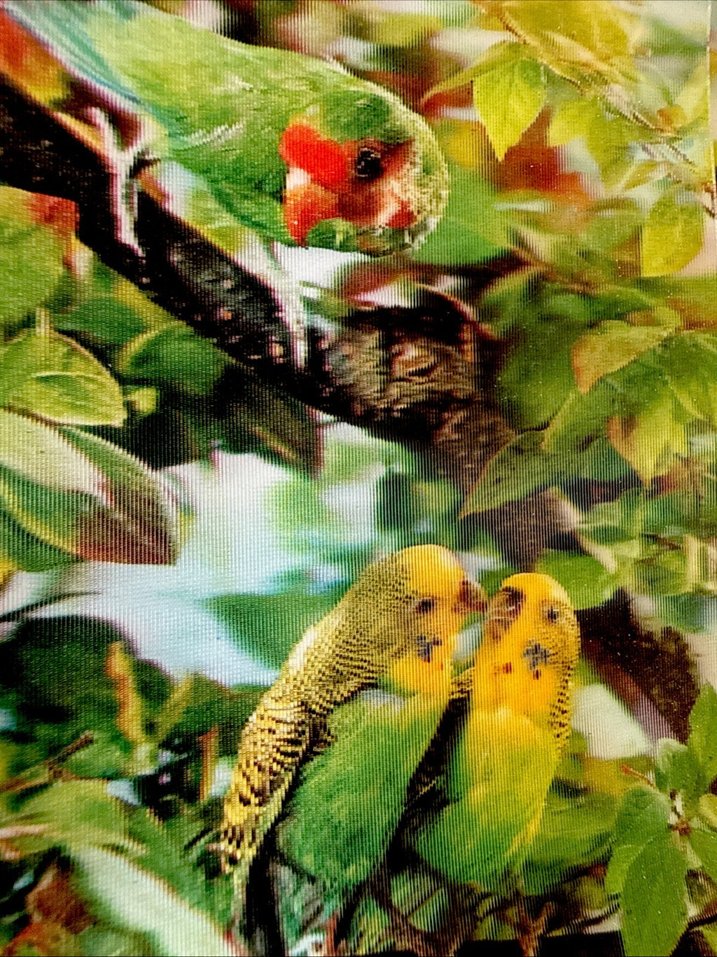 1970s 3D stereo lenticular parrots on tree lot of 5 - photo 2