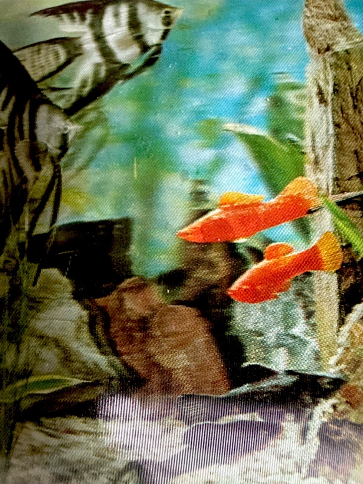 Vtg Vari Vue 5X4 INCH AQUARIUM 3D LENTICUALR PICTURES NOS MINT - photo 2