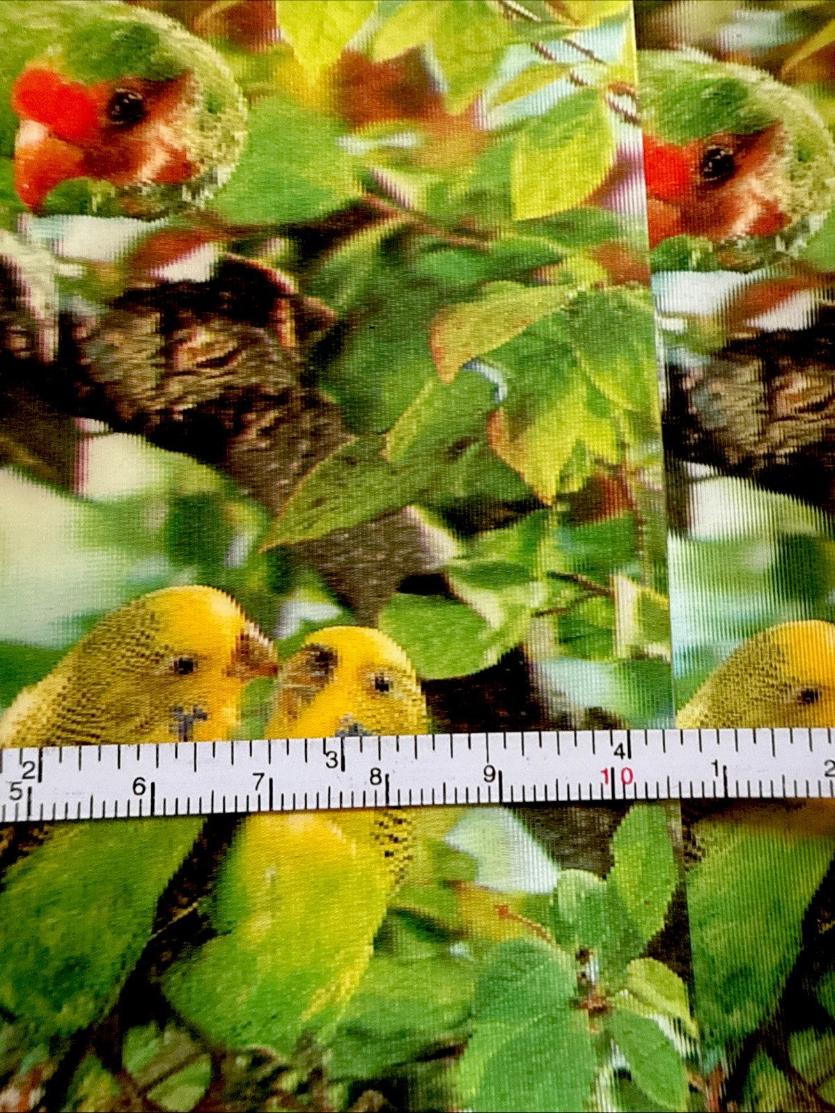 1970s 3D stereo lenticular parrots on tree lot of 5 - photo 4