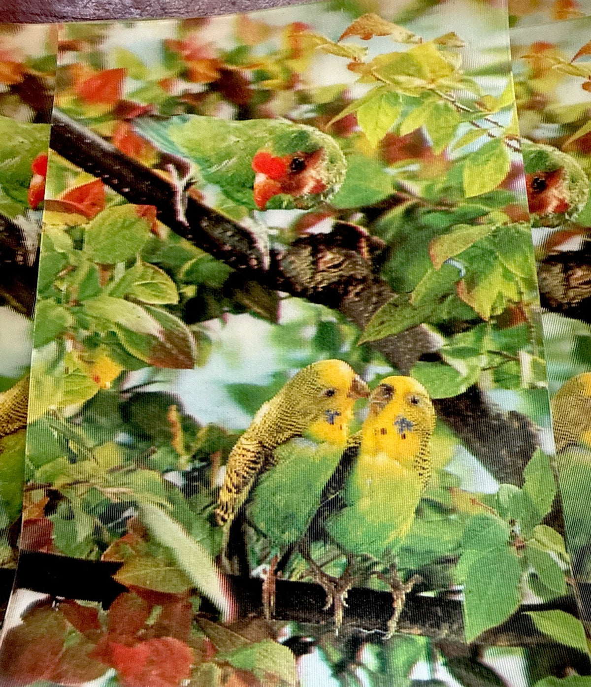 1970s 3D stereo lenticular parrots on tree lot of 5